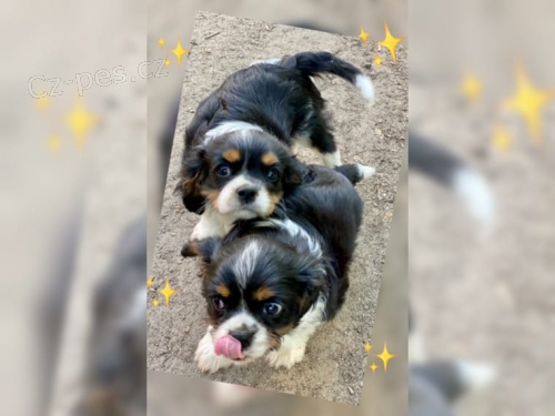 Mal� kaval�r king charles �t��ata