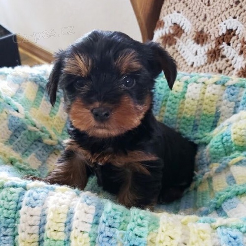 �t��ata jsou v�echna o�kovan� a zdrav�.