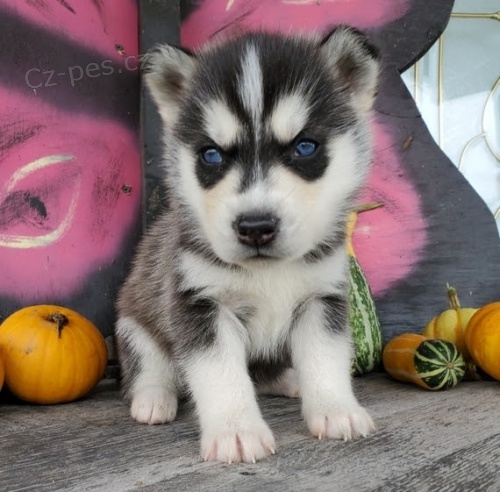 sibi�sk� husky �t��ata s modr�ma o�ima.