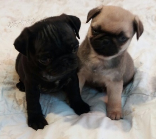 Na prodej rozko�n� �t���tka mopsl�ka.