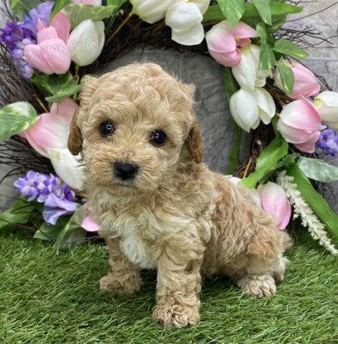 �t��ata trpasli��ch pudl� na prodej.