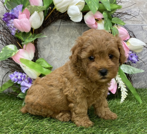 pudl� �t��ata na prodej.