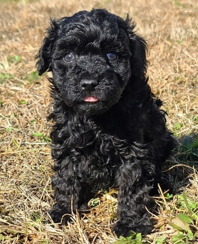 kr�sn� �ern� pudl �t��ata na prodej.