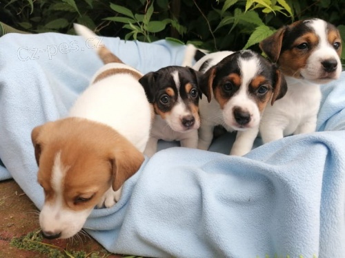 Jack Russell teriér - štěňata s PP Jack Russell teriér - štěňata s PP