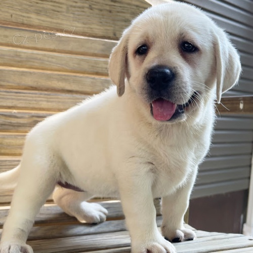 �t��ata labradorsk�ho retr�vra na prodej.