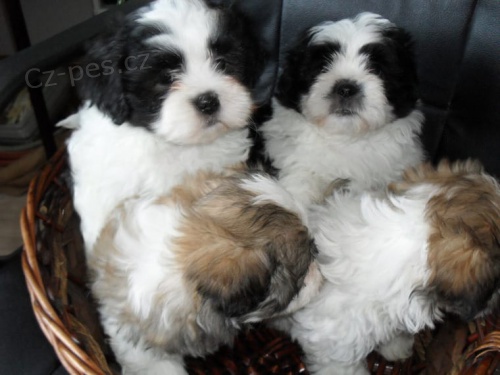 Kr�sn� �t��ata Shih Tzu