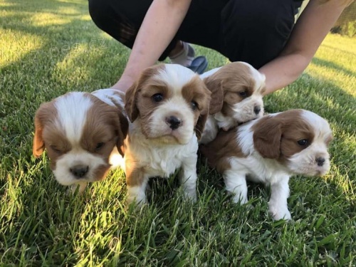 Kaval�r King Charles �pan�l �t��ata