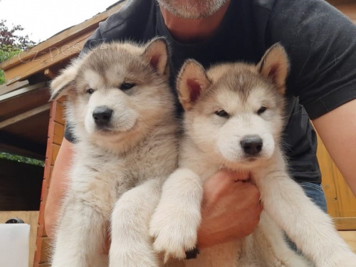 Alja�sk� malamut �t��ata