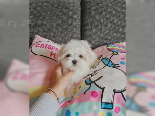 Maltsk� �t��ata