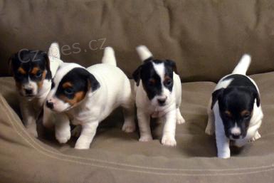 Jack Russell štěňata na prodej. Jack Russell štěňata na prodej.