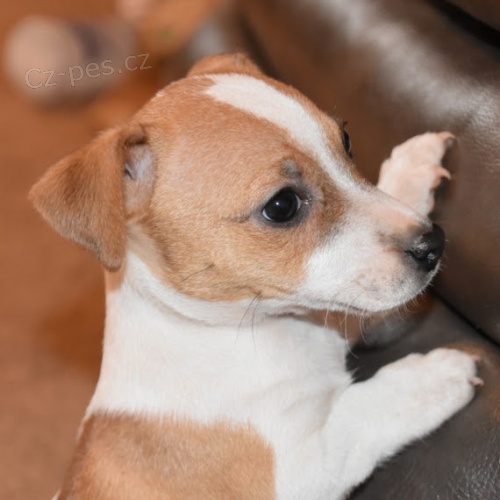 získejte úžasná a zdravá štěňata jack russell na prodej. získejte úžasná a zdravá štěňata jack russell na prodej.