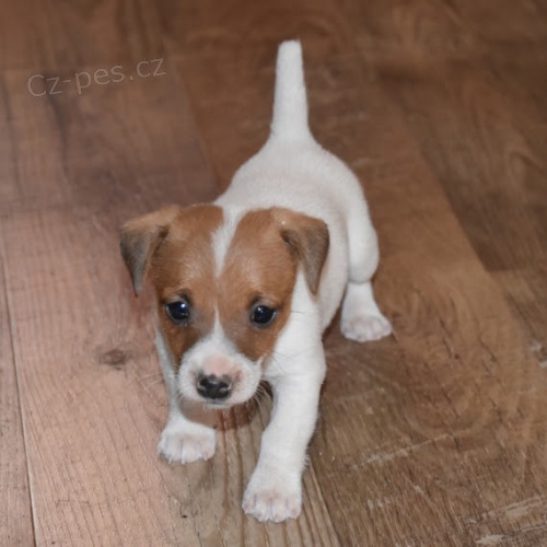 zdravé štěňata jack russell na prodej. zdravé štěňata jack russell na prodej.