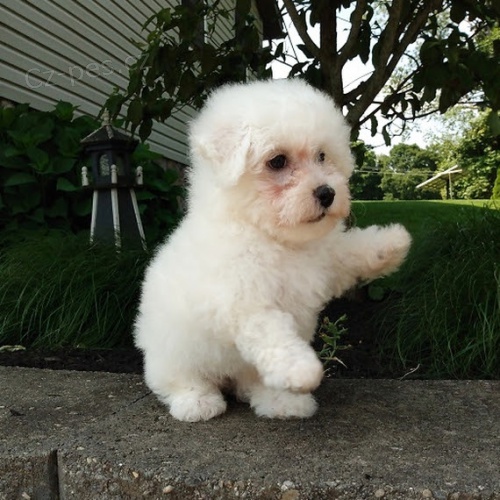 Bichon frize Bichon frize