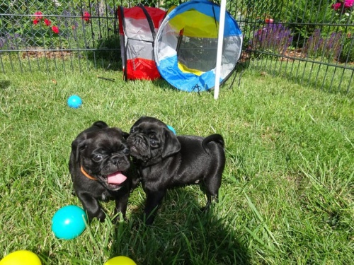 Rodokmen mopsl�ka FCI