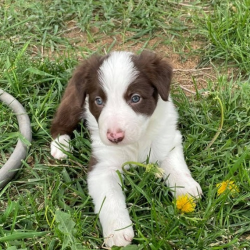 �t��ata border kolie na prodej