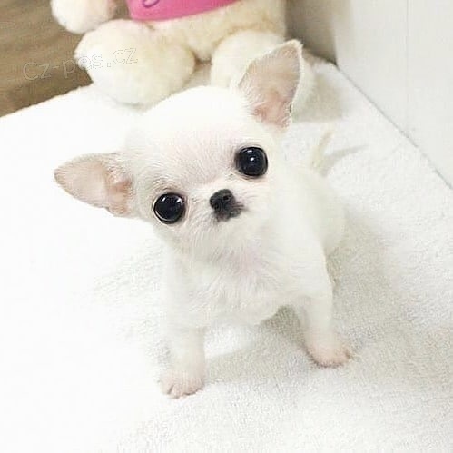 �t��ata �ivavy k adopci