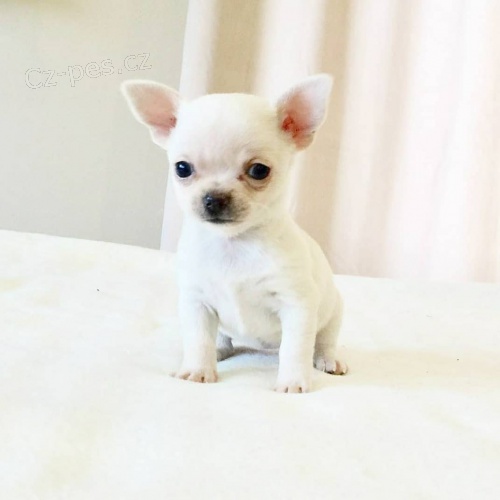 �t��ata �ivavy k adopci