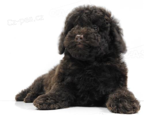 pudl� �t��ata k adopci