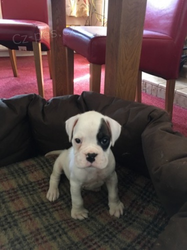 kr�sn� b�l� boxer