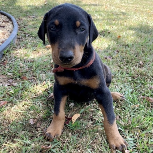 Dobrmansk� �t���tka na prodej.