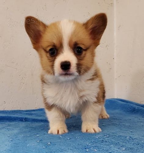 Welsh Corgi Pembroke �t��ata