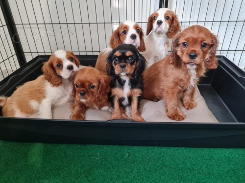 Rozko�n� kaval�rsk� miminka