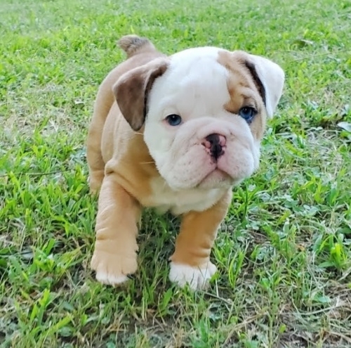 na prodej roztomil� �t��ata anglick�ho buldoka
