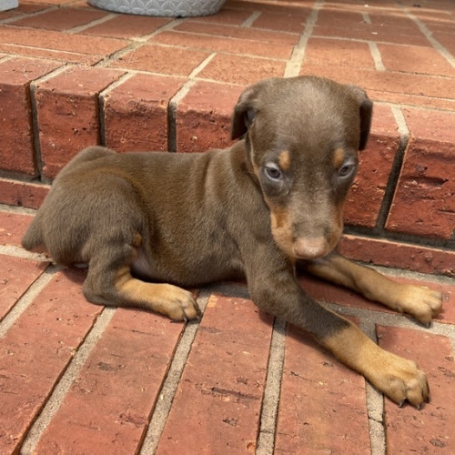 krásný a rozkošný doberman samci a samice štěňata na prodej. krásný a rozkošný doberman samci a samice štěňata na prodej.