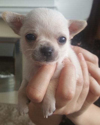 �t��ata ��lk� �aje na prodej.