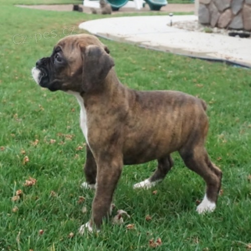 na prodej od�erven� �t��ata boxera