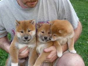 Shiba inu rozko�n� mu� a �ena