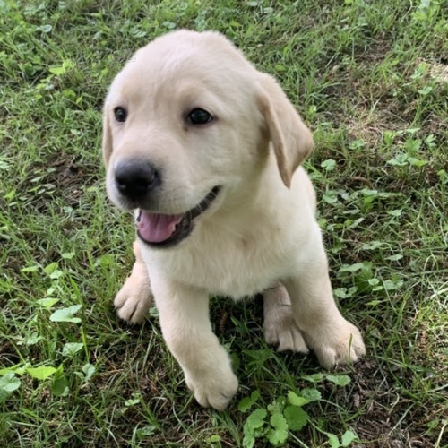 labradorsk� retr�vr