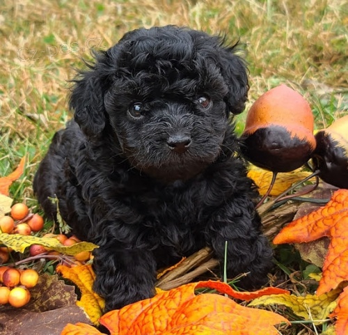 tata trpaslich ernch pudl na prodej.