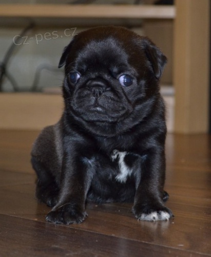 �ern� mops pes a �ena �t��ata k adopci.