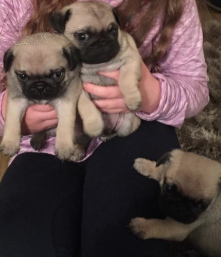 o�kovan� a zdrav� �t��ata mopsl�k� k adopci.