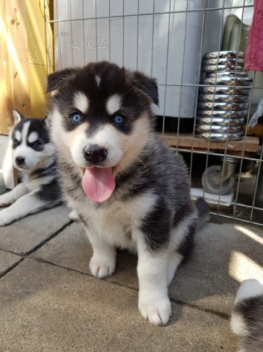 modr� o�i rozko�n� sibi�sk� husky
