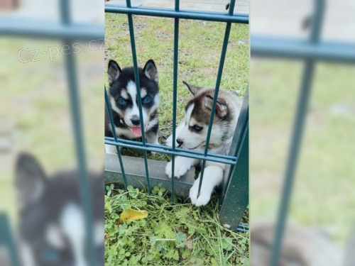 Sibiřský husky chlapci a dívky  Sibiřský husky chlapci a dívky