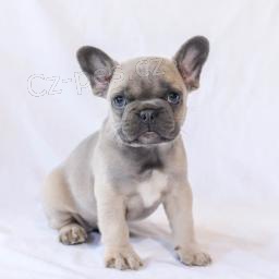 P��tuln� francouzsk� buldo�ek