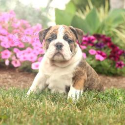 Mil� anglick� buldok