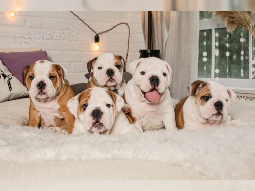 Siln� a zdrav� �t��ata anglick�ho buldoka