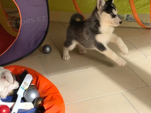 modr� o�i �t���tka sibi�sk�ho husky pro adopci. kontakt pro v�ce informac� a obr�zk�