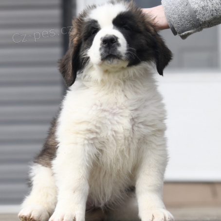 Rozko�n� �t���tka Saint-Bernard jsou p�ipravena k adopci.