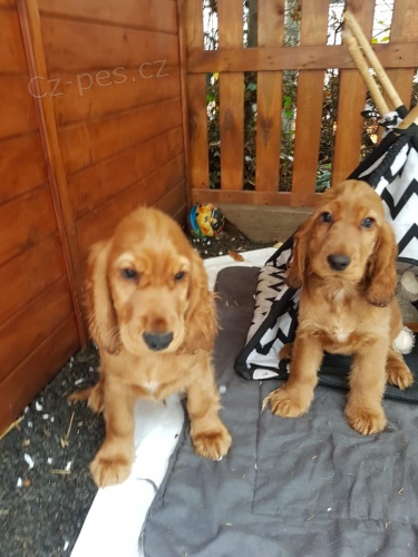 Rozko�n� kokr�pan�l �t��ata jsou p�ipravena k adopci.