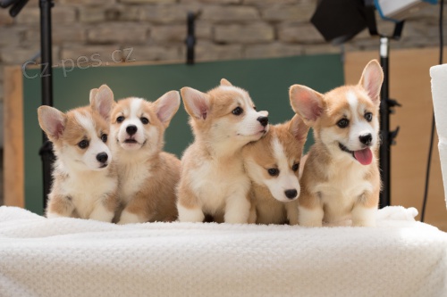 Welsh Corgi Pembroke �t��ata 