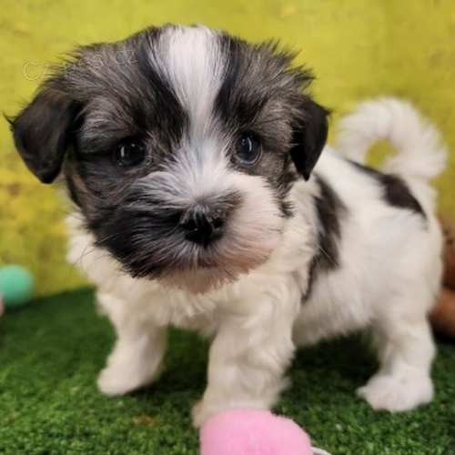 2 Havansky  �t��ata k dispozici