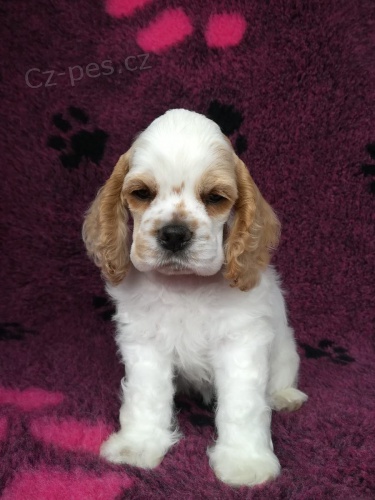 Americky  �t��ata korkrspanel   t�dn� star�  Jeden mu�  Jedna �ena b�l�