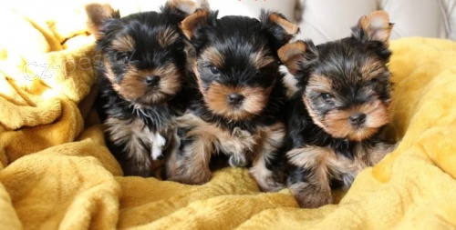 kr�sn� �t���tka mini jork��rsk�ho teri�ra na prodej.