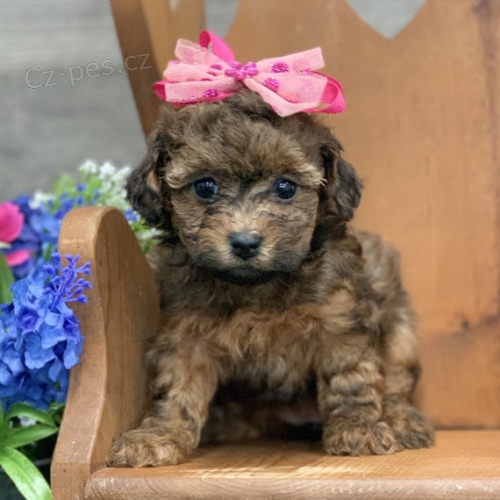 velkolep� �t��ata kr�sn�ch pudl� a pudl� na prodej.