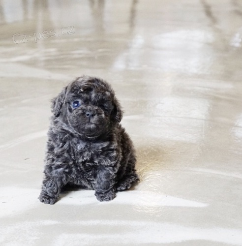 kr�sn� modr� �t���tka mini pudla na prodej.