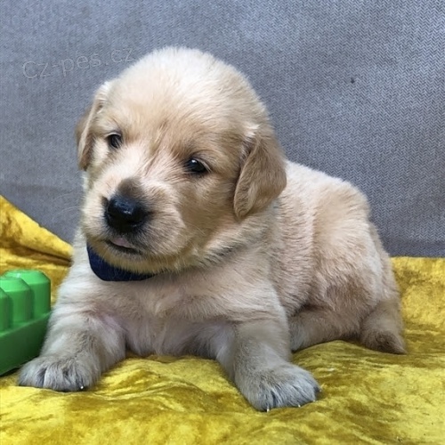 �t��ata zlat�ho retr�vra na prodej.,